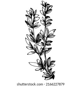 Thyme vector isolated plant with leaves. Herbal engraved style illustration. Detailed organic product sketch.The best for design logo, menu, label, icon, stamp.