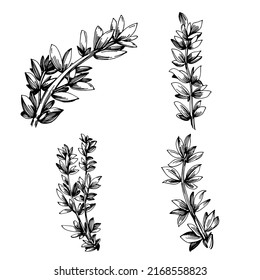 Thyme vector isolated plant with leaves. Herbal engraved style illustration. Detailed organic product sketch.The best for design logo, menu, label, icon, stamp.