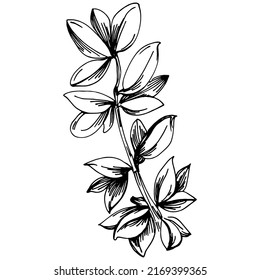Vector de tomillo de planta aislada con hojas. Ilustración de estilo con grabado de hierbas. Esbozo detallado del producto orgánico.El mejor para el diseño logotipo, menú, etiqueta, icono, sello.