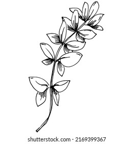 Thyme vector isolated plant with leaves. Herbal engraved style illustration. Detailed organic product sketch.The best for design logo, menu, label, icon, stamp.