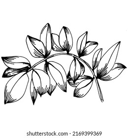 Thyme vector isolated plant with leaves. Herbal engraved style illustration. Detailed organic product sketch.The best for design logo, menu, label, icon, stamp.