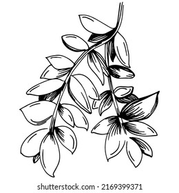 Thyme vector isolated plant with leaves. Herbal engraved style illustration. Detailed organic product sketch.The best for design logo, menu, label, icon, stamp.