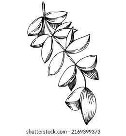 Thyme vector isolated plant with leaves. Herbal engraved style illustration. Detailed organic product sketch.The best for design logo, menu, label, icon, stamp.
