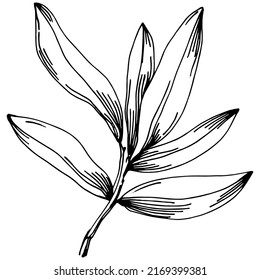 Vector de tomillo de planta aislada con hojas. Ilustración de estilo con grabado de hierbas. Esbozo detallado del producto orgánico.El mejor para el diseño logotipo, menú, etiqueta, icono, sello.