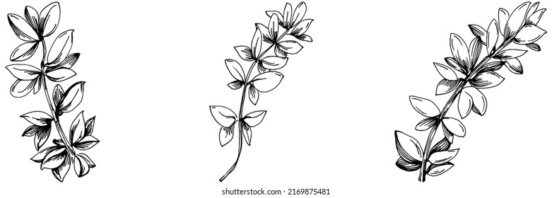 Thyme vector isolated plant with leaves. Herbal engraved style illustration. Detailed organic product sketch.The best for design logo, menu, label, icon, stamp.