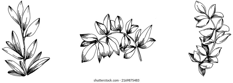 Thyme vector isolated plant with leaves. Herbal engraved style illustration. Detailed organic product sketch.The best for design logo, menu, label, icon, stamp.