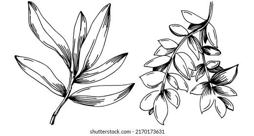 Thyme vector isolated plant with leaves. Herbal engraved style illustration. Detailed organic product sketch.The best for design logo, menu, label, icon, stamp.