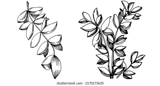 Thyme vector isolated plant with leaves. Herbal engraved style illustration. Detailed organic product sketch.The best for design logo, menu, label, icon, stamp.