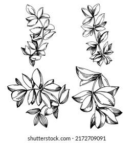 Thyme vector isolated plant with leaves. Herbal engraved style illustration. Detailed organic product sketch.The best for design logo, menu, label, icon, stamp.