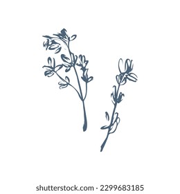 Ilustración botánica de la línea vectorial Thyme sobre fondo blanco