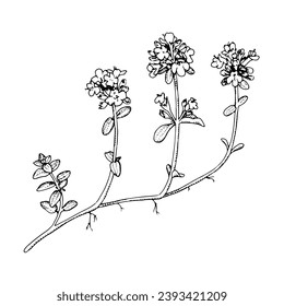 Thyme Vector outline illustration. Hand drawn graphic clipart of spice. Black line flower art. Officinalis herb linear drawing on isolated background. Medicinal and cooking plant sketch