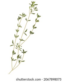 Ilustración del material vectorial del tomillo. Una rama verde del tomillo. Aislado sobre un fondo blanco. Planta. Especias de hierbas provenzales. Sazonador.