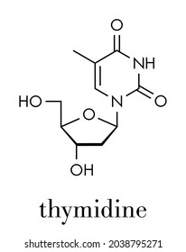 Molécula nucleósida de timidina (desoxitimidina). Bloque de construcción de ADN. Fórmula esquelética.