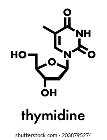 Molécula nucleósida de timidina (desoxitimidina). Bloque de construcción de ADN. Fórmula esquelética.