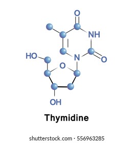 Thymidine, or deoxythymidine, is a pyrimidine deoxynucleoside. Thymine deoxyriboside, pairs with deoxyadenosine in double-stranded DNA.