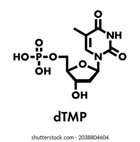 Thymidine monophosphate (TMP, thymidylate) nucleotide molecule. DNA building block. Skeletal formula.