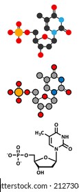 Thymidine monophosphate (TMP, thymidylate) nucleotide molecule. DNA building block. Stylized 2D renderings and conventional skeletal formula.