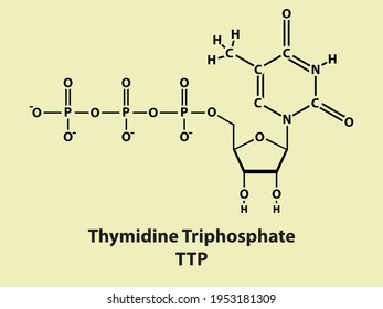 Trifosfato de timidina TTP Estructura de biomolécula sobre el fondo del color