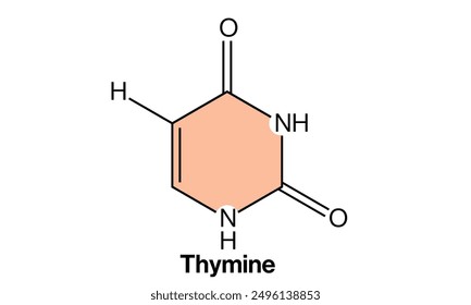 Ilustración vectorial de estructura química de timina, diagrama molecular preciso, base de nucleótidos de ADN, dibujo científico sobre fondo blanco, arte de la química.