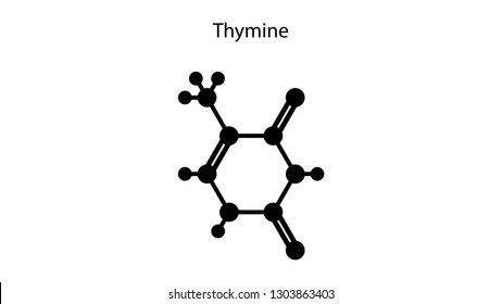 Thymine molecular structure vector design