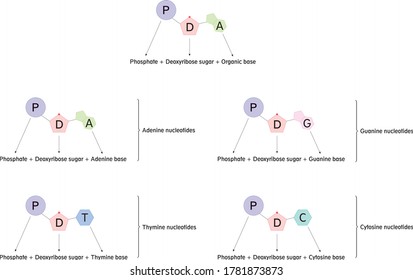 Thymine Nucleotides, Adenine Nucleotides, Guanine Nucleotides, Cytosine Nucleotides