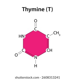 Thymine is one of the bases of the DNA molecule