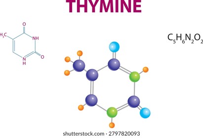 Thymine is one of the four nitrogenous organic bases found in DNA and plays a critical role in the storage of genetic information. Thymine Molecule Structure.