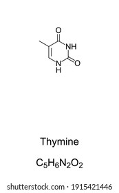 Thymine, T, Thy, chemical formula and skeletal structure. Nucleobase and pyrimidine derivative, one of 4 in the nucleic acid of DNA and RNA, represented by letters G, C, A and T. Illustration. Vector.