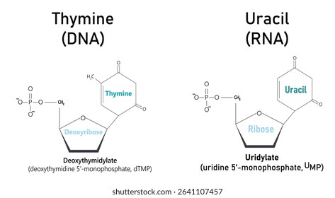 Thymine and uracil nitrogenous bases have a very similar chemical structure. The only difference between them is the presence of an extra methyl group in the thymine structure which is in this diagram