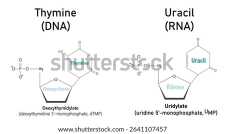 Thymine and uracil nitrogenous bases have a very similar chemical structure. The only difference between them is the presence of an extra methyl group in the thymine structure which is in this diagram