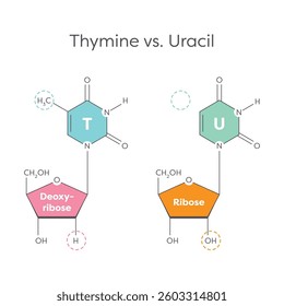 Thymine versus Uracil genomic educational graphic illustration