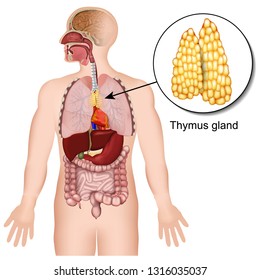 Thymus gland endocrine system 3d medical vector illustration on white background