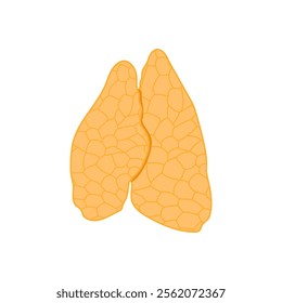 Thymus Gland, Human Body Part Illustration