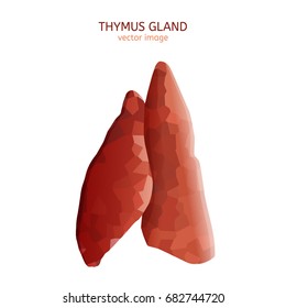 Thymus gland image. Vector illustration isolated on a white background.