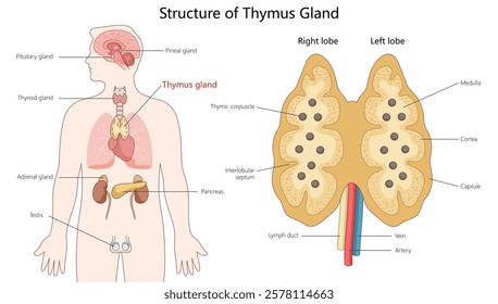 thymus gland showing its anatomy, including lobes, cortex, medulla, and its location within the human body diagram hand drawn schematic vector illustration. Medical science educational illustration