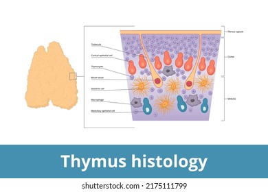 Thymus histology. Visualization of thymus tissue including thymocytes, trabecula, medulla, blood vessels and cortical epithelial cell. It is a specialized primary lymphoid organ of the immune system.