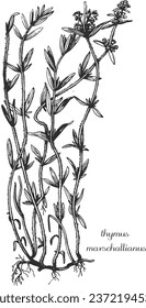 thymus marschallianus, thyme, medicinal plant, medicinal herbs, black and white design, тимьян маршала, чебрець