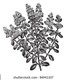 Thymus serpyllum or Breckland Thyme or Wild Thyme or Creeping Thyme, vintage engraved illustration. Trousset encyclopedia (1886 - 1891).