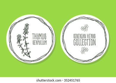 Thymus serpyllum - Siberian herbs. Handdrawn Illustration - Health and Nature Set of Tags