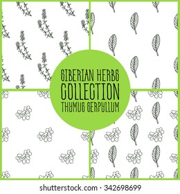 Thymus serpyllum - Siberian herbs pattern collection. Handdrawn Illustration - Health and Nature Set