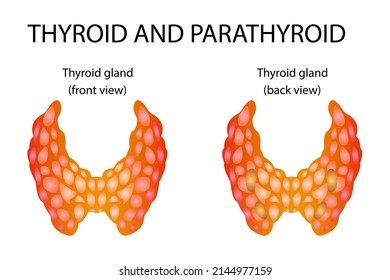 Thyroid anatomy (including throat, protective gland, and trachea)