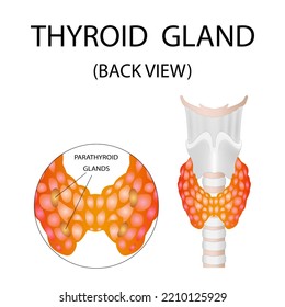 Thyroid anatomy (including throat, protective gland, and trachea)