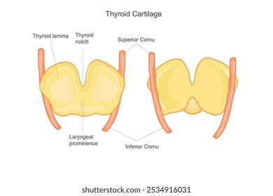 The thyroid cartilage is a large, shield-shaped structure in the neck that forms the front of the larynx ,voice box and protects the vocal cords. It is prominent in males.