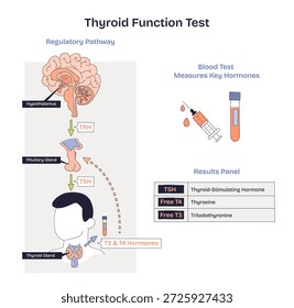 Thyroid function test diagram showing HPT axis and blood test measuring TSH, Free T4, and Free T3, key objects, thyroid gland, syringe, results panel. Doodle style diagram