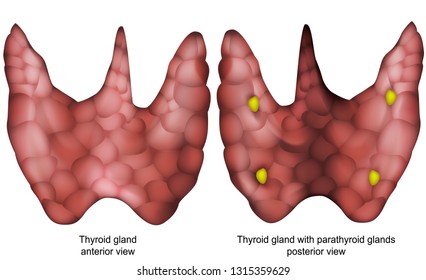 Thyroid gland 3d vector illustration isolated on white background