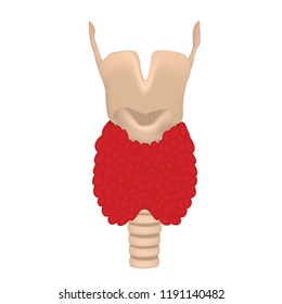 Thyroid gland anatomy