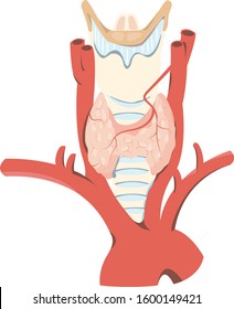 Thyroid gland anatomy with aortic arch and larynx