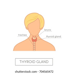 Thyroid gland anatomy of female. Cartoon vector diagram for medical atlas or educational textbook