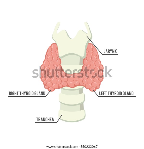 Thyroid Gland Anatomy Illustration Design Stock Vector (Royalty Free ...