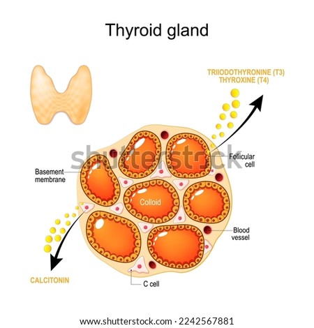 thyroid gland anatomy and physiology. Structure of a human Thyroid gland. Follicular Cells, Basement Membrane, Blood Vessel, C-cell and Colloid. Hormones and endocrine function of thyroid gland